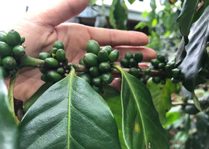 Green coffee plant
